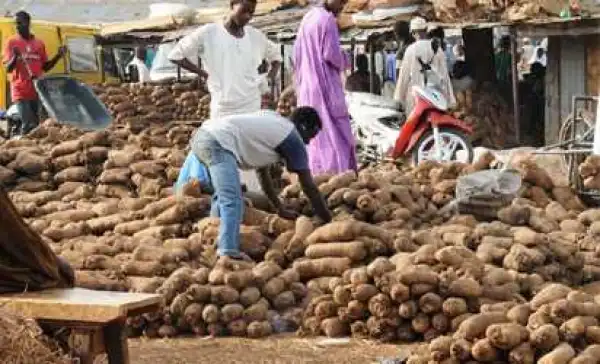 China Demands Dry Yam From Nigeria, Yam Exportation Begins July 2017